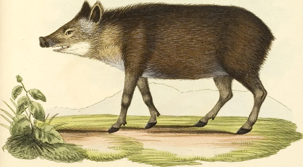 An illustration from (Tafelband 2): Theil 4 - 7 und Supplement 3 u. 4: Taf. CLXVI - CCCLXXXIV, 1792, leaf 338