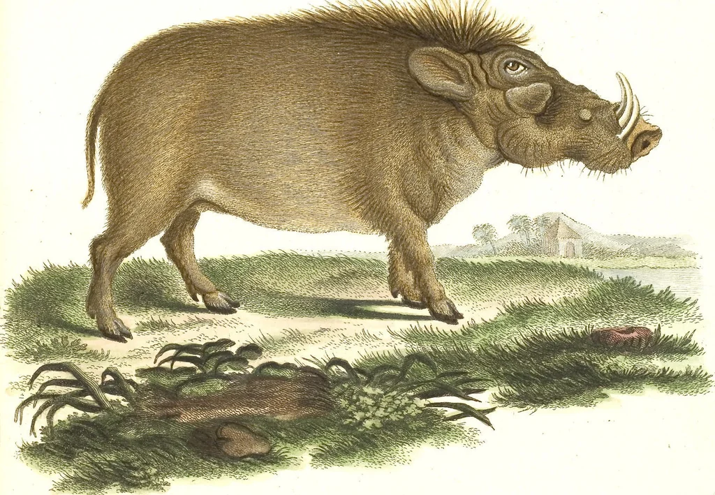 An illustration from (Tafelband 2): Theil 4 - 7 und Supplement 3 u. 4: Taf. CLXVI - CCCLXXXIV, 1792, leaf 339