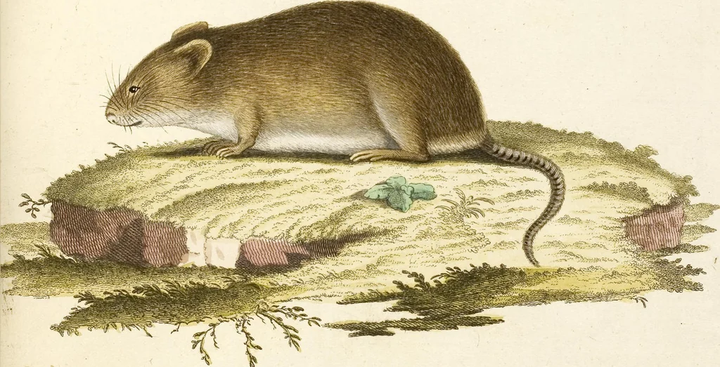 An illustration from (Tafelband 2): Theil 4 - 7 und Supplement 3 u. 4: Taf. CLXVI - CCCLXXXIV, 1792, leaf 34