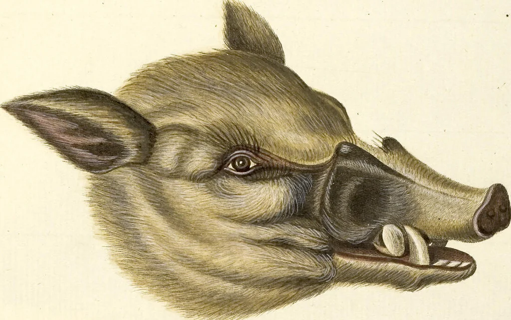 An illustration from (Tafelband 2): Theil 4 - 7 und Supplement 3 u. 4: Taf. CLXVI - CCCLXXXIV, 1792, leaf 341