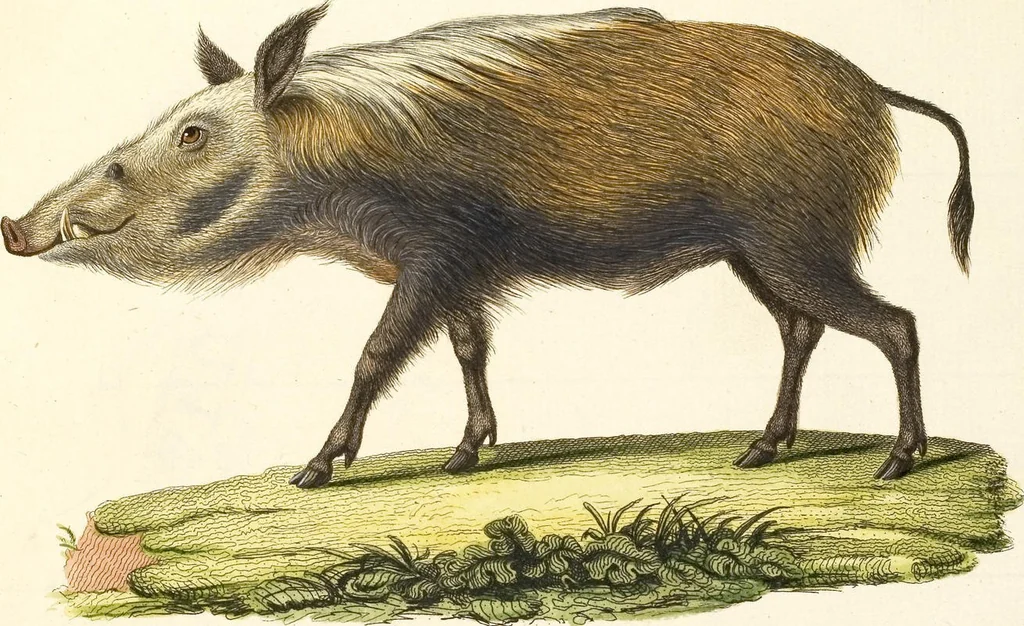 An illustration from (Tafelband 2): Theil 4 - 7 und Supplement 3 u. 4: Taf. CLXVI - CCCLXXXIV, 1792, leaf 342