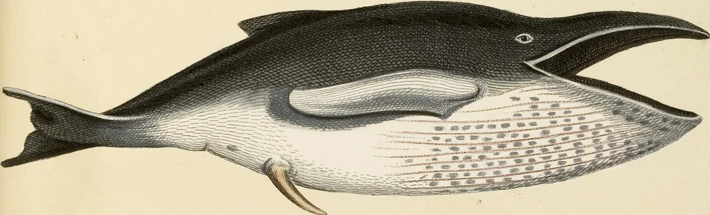 An illustration from (Tafelband 2): Theil 4 - 7 und Supplement 3 u. 4: Taf. CLXVI - CCCLXXXIV, 1792, leaf 346
