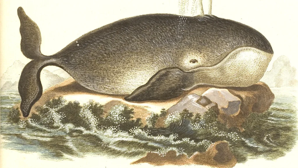 An illustration from (Tafelband 2): Theil 4 - 7 und Supplement 3 u. 4: Taf. CLXVI - CCCLXXXIV, 1792, leaf 347