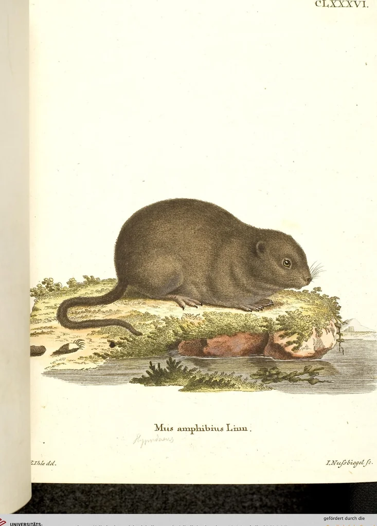 An illustration from (Tafelband 2): Theil 4 - 7 und Supplement 3 u. 4: Taf. CLXVI - CCCLXXXIV, 1792, leaf 35