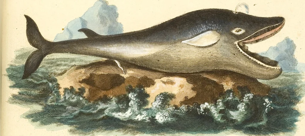 An illustration from (Tafelband 2): Theil 4 - 7 und Supplement 3 u. 4: Taf. CLXVI - CCCLXXXIV, 1792, leaf 350