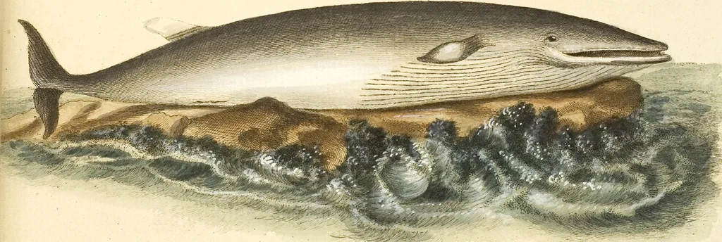 An illustration from (Tafelband 2): Theil 4 - 7 und Supplement 3 u. 4: Taf. CLXVI - CCCLXXXIV, 1792, leaf 352