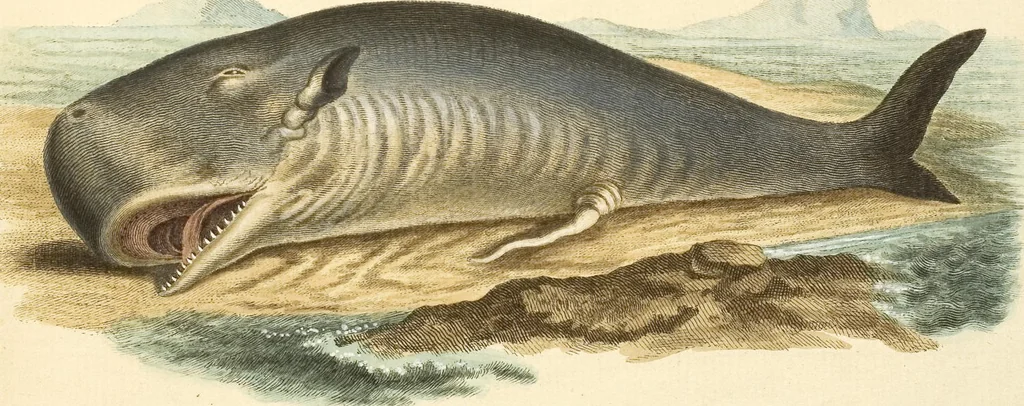 An illustration from (Tafelband 2): Theil 4 - 7 und Supplement 3 u. 4: Taf. CLXVI - CCCLXXXIV, 1792, leaf 353