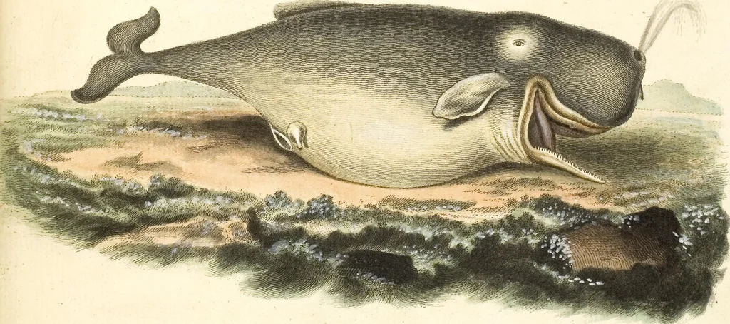 An illustration from (Tafelband 2): Theil 4 - 7 und Supplement 3 u. 4: Taf. CLXVI - CCCLXXXIV, 1792, leaf 354