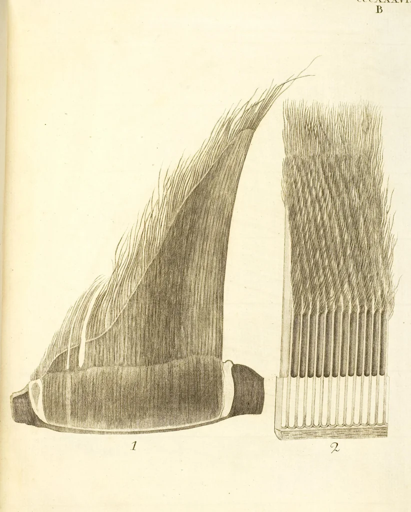 An illustration from (Tafelband 2): Theil 4 - 7 und Supplement 3 u. 4: Taf. CLXVI - CCCLXXXIV, 1792, leaf 355