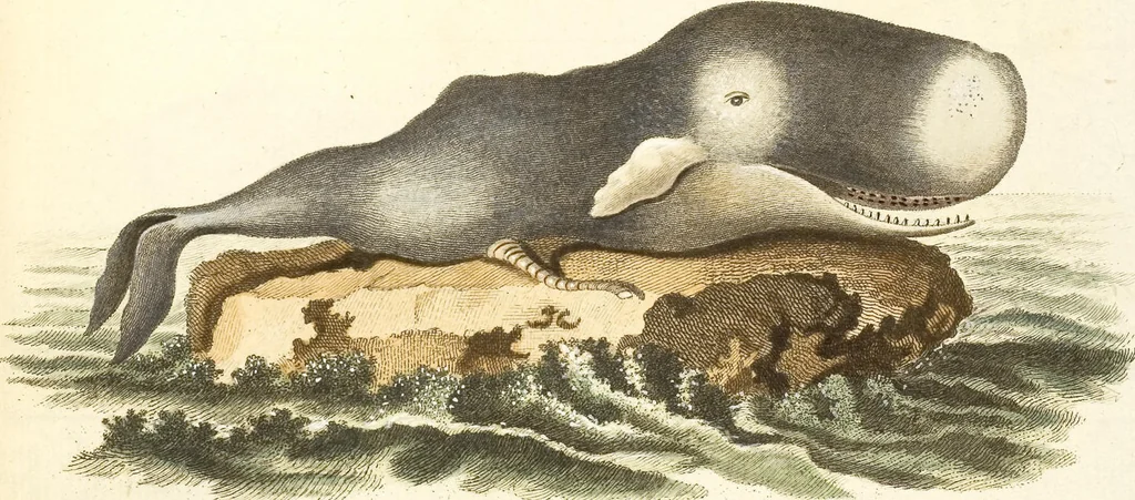 An illustration from (Tafelband 2): Theil 4 - 7 und Supplement 3 u. 4: Taf. CLXVI - CCCLXXXIV, 1792, leaf 356