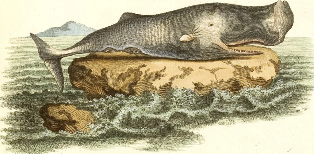 An illustration from (Tafelband 2): Theil 4 - 7 und Supplement 3 u. 4: Taf. CLXVI - CCCLXXXIV, 1792, leaf 357