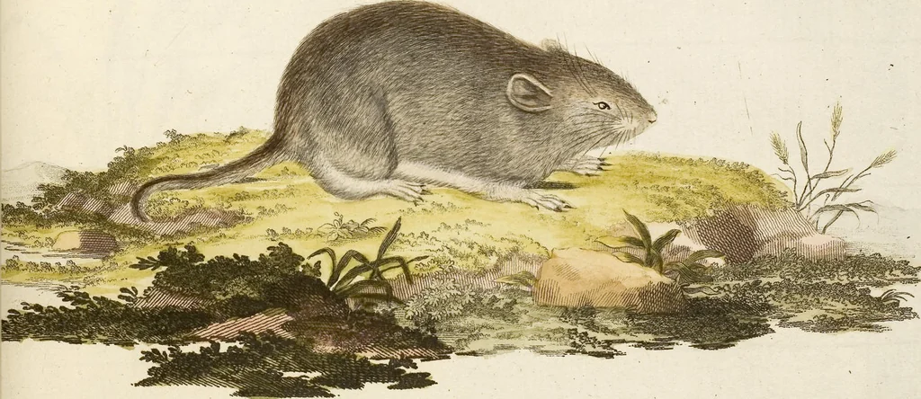 An illustration from (Tafelband 2): Theil 4 - 7 und Supplement 3 u. 4: Taf. CLXVI - CCCLXXXIV, 1792, leaf 36