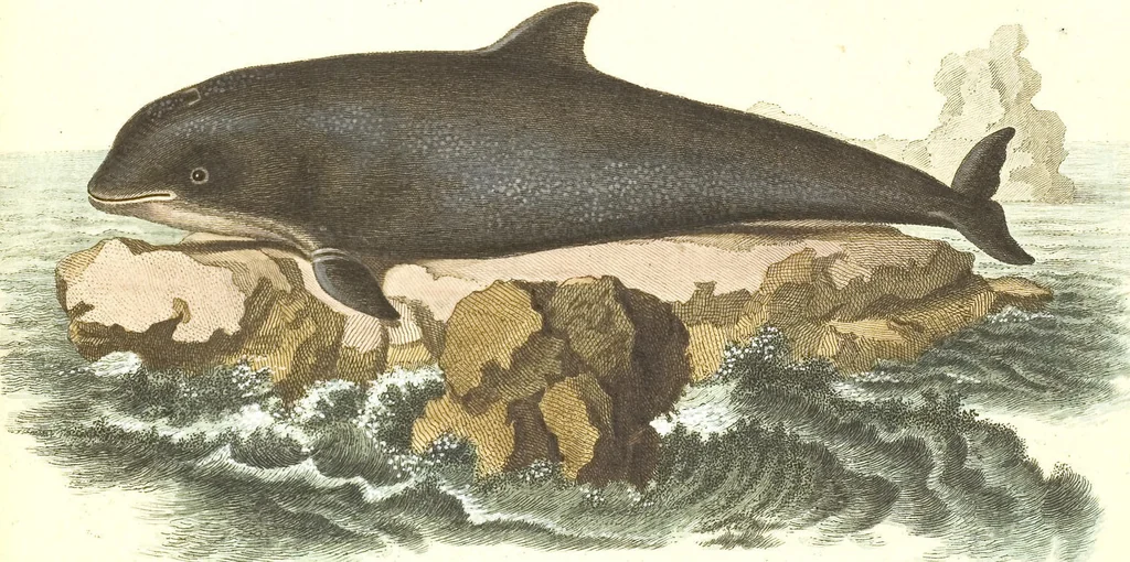 An illustration from (Tafelband 2): Theil 4 - 7 und Supplement 3 u. 4: Taf. CLXVI - CCCLXXXIV, 1792, leaf 361