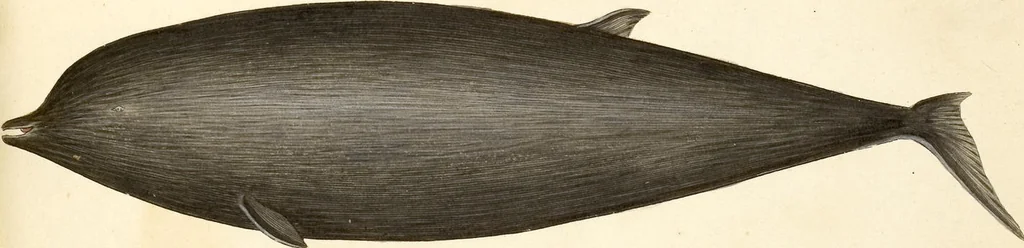 An illustration from (Tafelband 2): Theil 4 - 7 und Supplement 3 u. 4: Taf. CLXVI - CCCLXXXIV, 1792, leaf 367