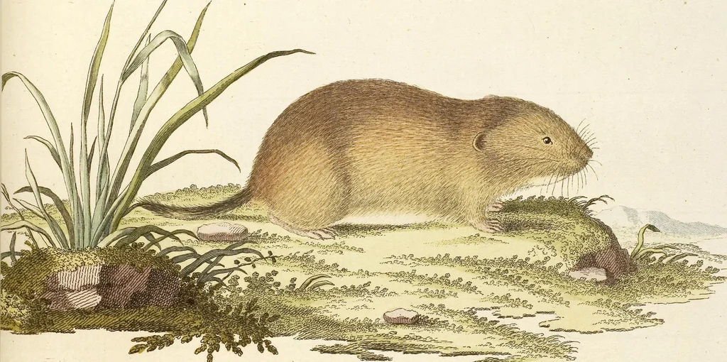 An illustration from (Tafelband 2): Theil 4 - 7 und Supplement 3 u. 4: Taf. CLXVI - CCCLXXXIV, 1792, leaf 37