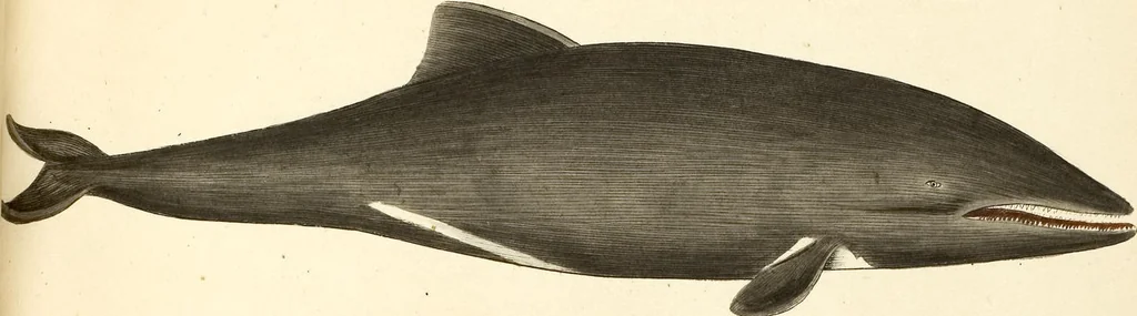 An illustration from (Tafelband 2): Theil 4 - 7 und Supplement 3 u. 4: Taf. CLXVI - CCCLXXXIV, 1792, leaf 370