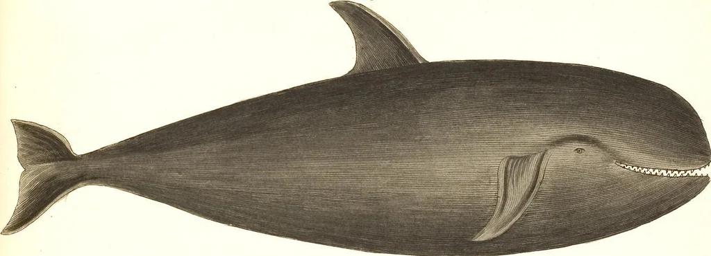 An illustration from (Tafelband 2): Theil 4 - 7 und Supplement 3 u. 4: Taf. CLXVI - CCCLXXXIV, 1792, leaf 371