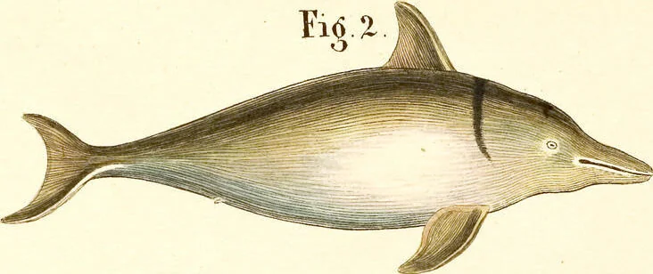 An illustration from (Tafelband 2): Theil 4 - 7 und Supplement 3 u. 4: Taf. CLXVI - CCCLXXXIV, 1792, leaf 375