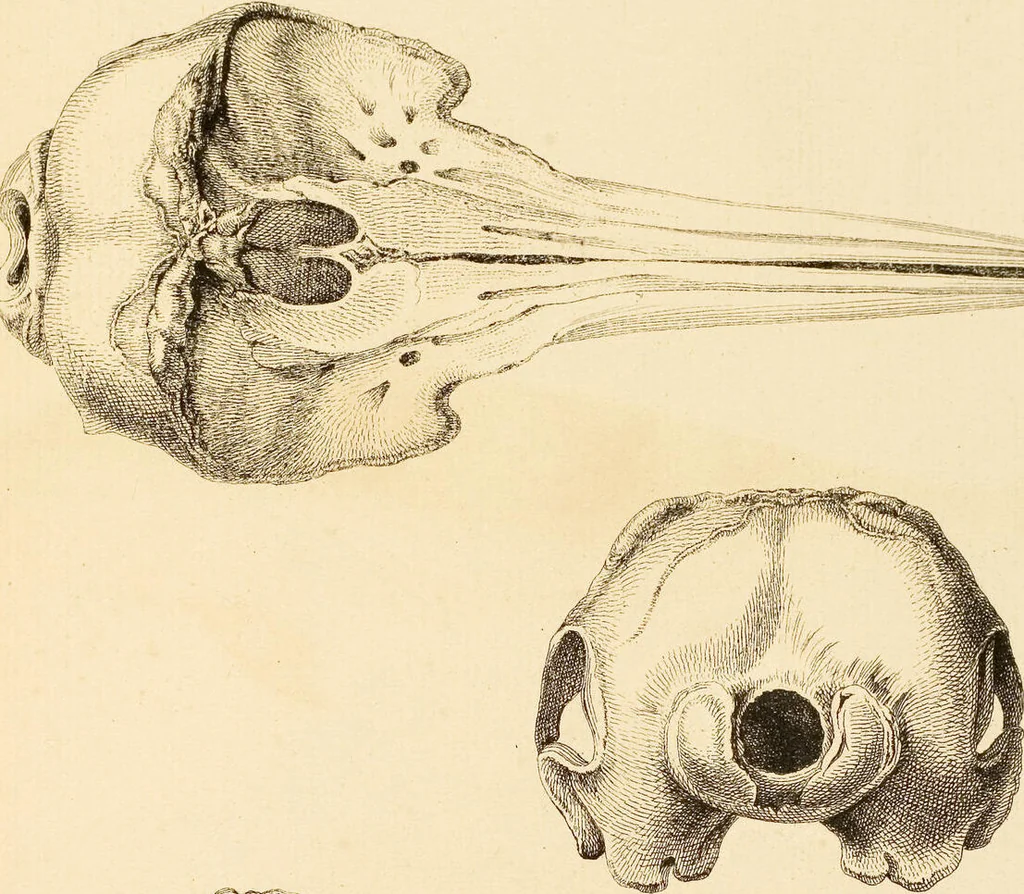An illustration from (Tafelband 2): Theil 4 - 7 und Supplement 3 u. 4: Taf. CLXVI - CCCLXXXIV, 1792, leaf 377