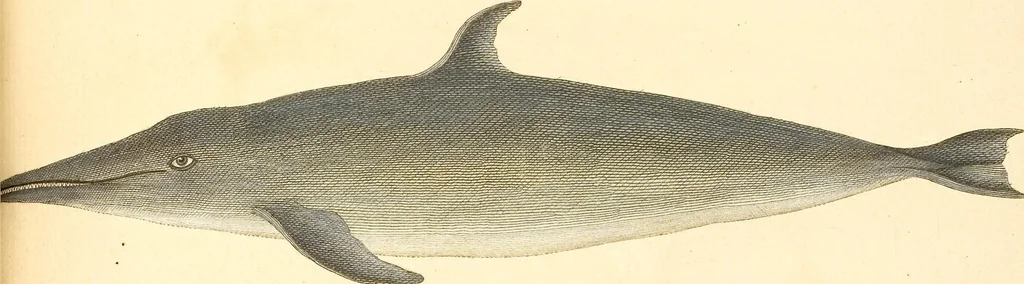 An illustration from (Tafelband 2): Theil 4 - 7 und Supplement 3 u. 4: Taf. CLXVI - CCCLXXXIV, 1792, leaf 378