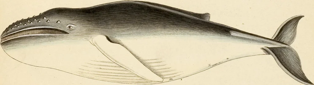 An illustration from (Tafelband 2): Theil 4 - 7 und Supplement 3 u. 4: Taf. CLXVI - CCCLXXXIV, 1792, leaf 386