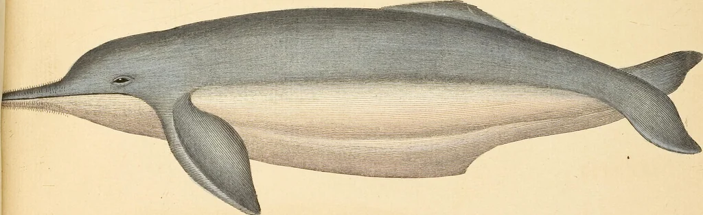 An illustration from (Tafelband 2): Theil 4 - 7 und Supplement 3 u. 4: Taf. CLXVI - CCCLXXXIV, 1792, leaf 389