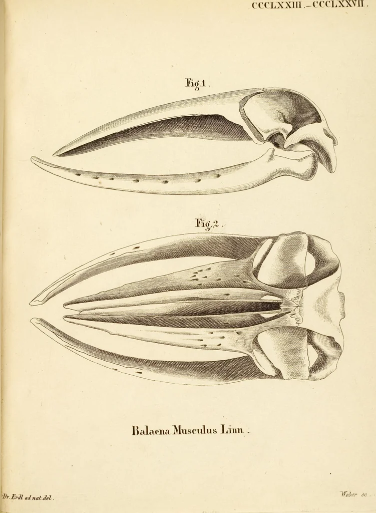An illustration from (Tafelband 2): Theil 4 - 7 und Supplement 3 u. 4: Taf. CLXVI - CCCLXXXIV, 1792, leaf 390