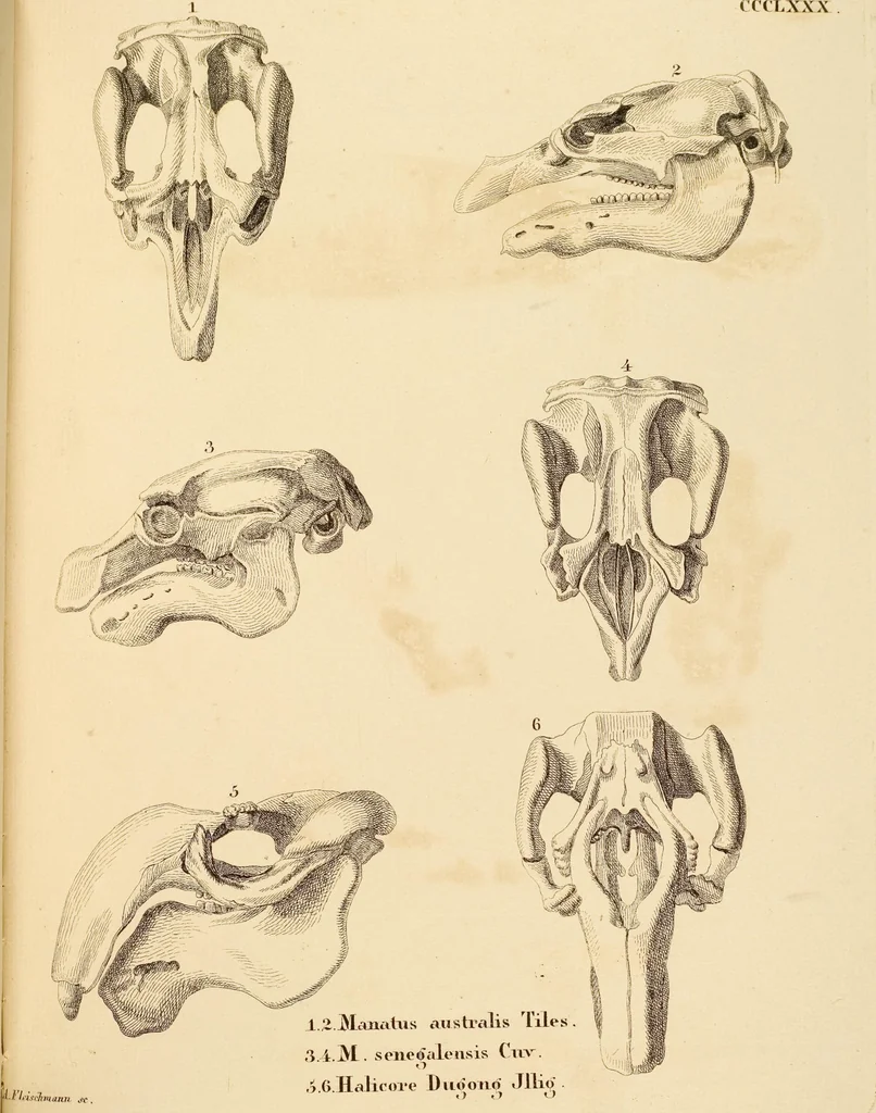 An illustration from (Tafelband 2): Theil 4 - 7 und Supplement 3 u. 4: Taf. CLXVI - CCCLXXXIV, 1792, leaf 393