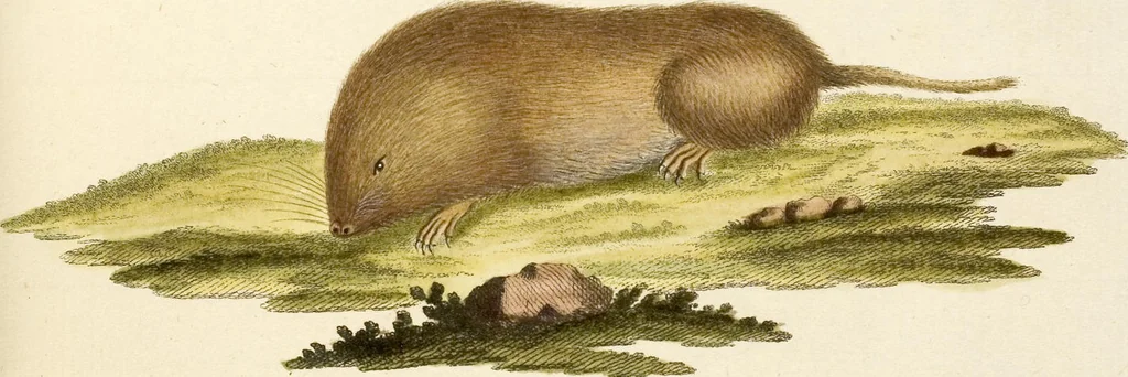 An illustration from (Tafelband 2): Theil 4 - 7 und Supplement 3 u. 4: Taf. CLXVI - CCCLXXXIV, 1792, leaf 40