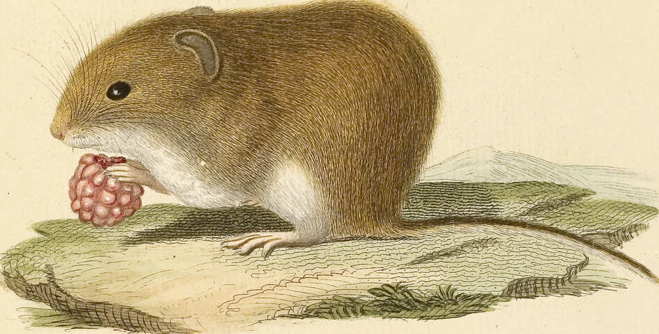 An illustration from (Tafelband 2): Theil 4 - 7 und Supplement 3 u. 4: Taf. CLXVI - CCCLXXXIV, 1792, leaf 42