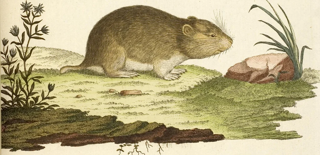 An illustration from (Tafelband 2): Theil 4 - 7 und Supplement 3 u. 4: Taf. CLXVI - CCCLXXXIV, 1792, leaf 44