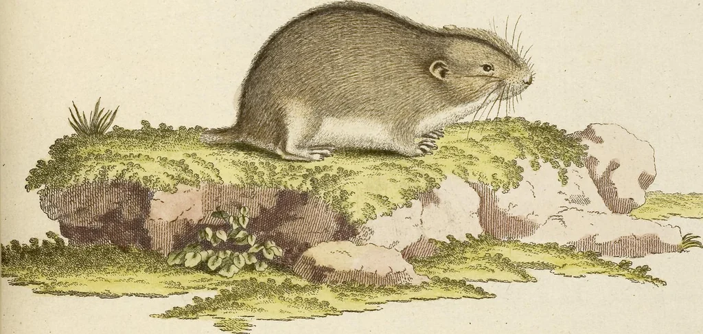 An illustration from (Tafelband 2): Theil 4 - 7 und Supplement 3 u. 4: Taf. CLXVI - CCCLXXXIV, 1792, leaf 46