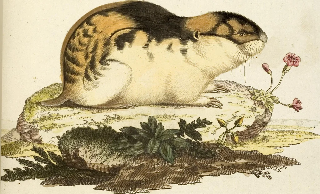 An illustration from (Tafelband 2): Theil 4 - 7 und Supplement 3 u. 4: Taf. CLXVI - CCCLXXXIV, 1792, leaf 48