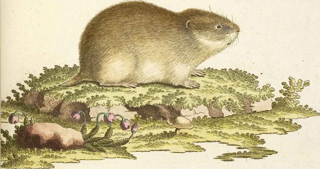 An illustration from (Tafelband 2): Theil 4 - 7 und Supplement 3 u. 4: Taf. CLXVI - CCCLXXXIV, 1792, leaf 49