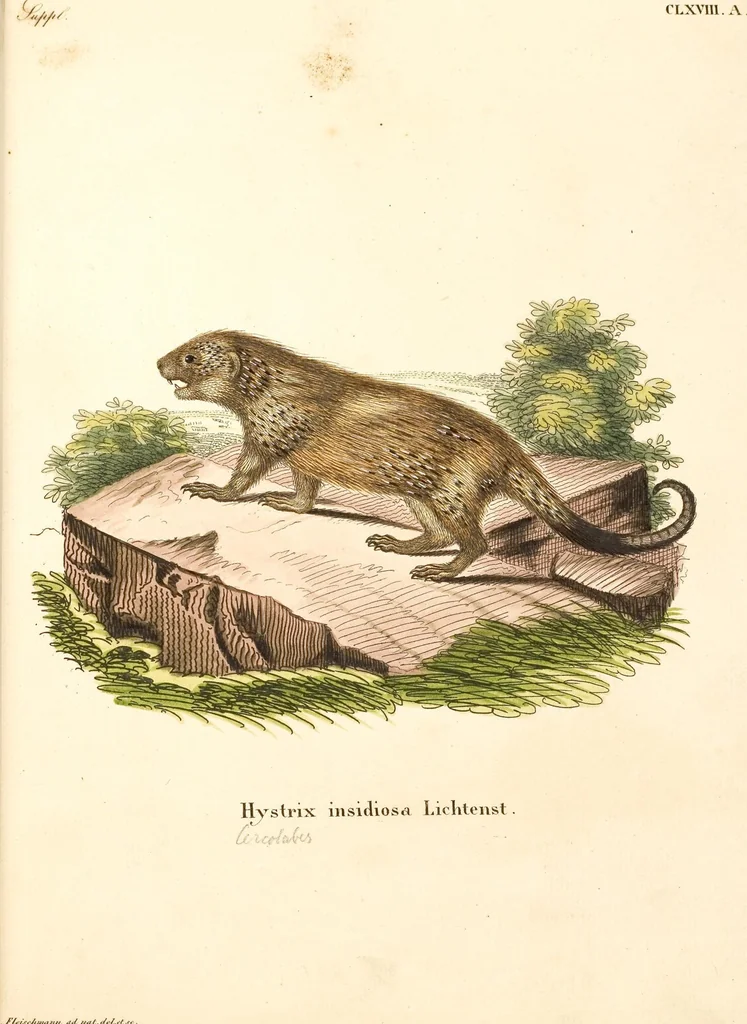 An illustration from (Tafelband 2): Theil 4 - 7 und Supplement 3 u. 4: Taf. CLXVI - CCCLXXXIV, 1792, leaf 5