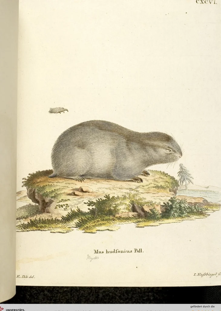 An illustration from (Tafelband 2): Theil 4 - 7 und Supplement 3 u. 4: Taf. CLXVI - CCCLXXXIV, 1792, leaf 50