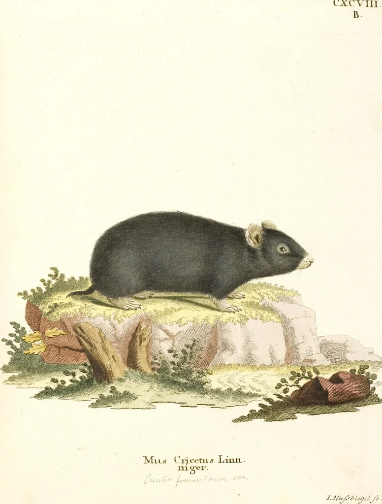 An illustration from (Tafelband 2): Theil 4 - 7 und Supplement 3 u. 4: Taf. CLXVI - CCCLXXXIV, 1792, leaf 53