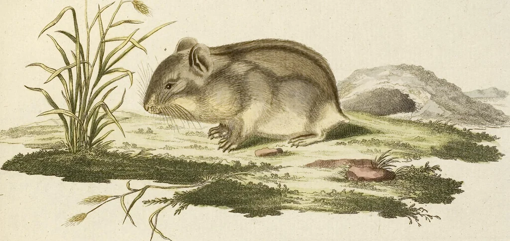 An illustration from (Tafelband 2): Theil 4 - 7 und Supplement 3 u. 4: Taf. CLXVI - CCCLXXXIV, 1792, leaf 56
