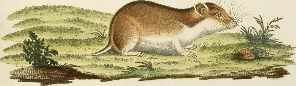 An illustration from (Tafelband 2): Theil 4 - 7 und Supplement 3 u. 4: Taf. CLXVI - CCCLXXXIV, 1792, leaf 57