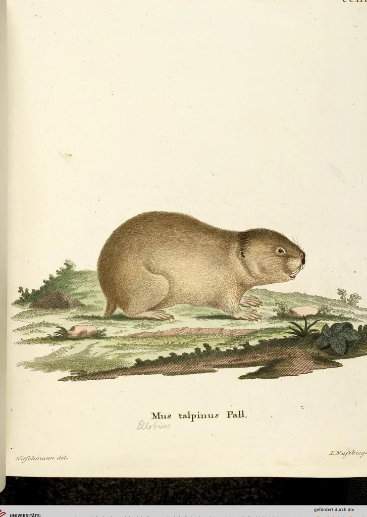 An illustration from (Tafelband 2): Theil 4 - 7 und Supplement 3 u. 4: Taf. CLXVI - CCCLXXXIV, 1792, leaf 58