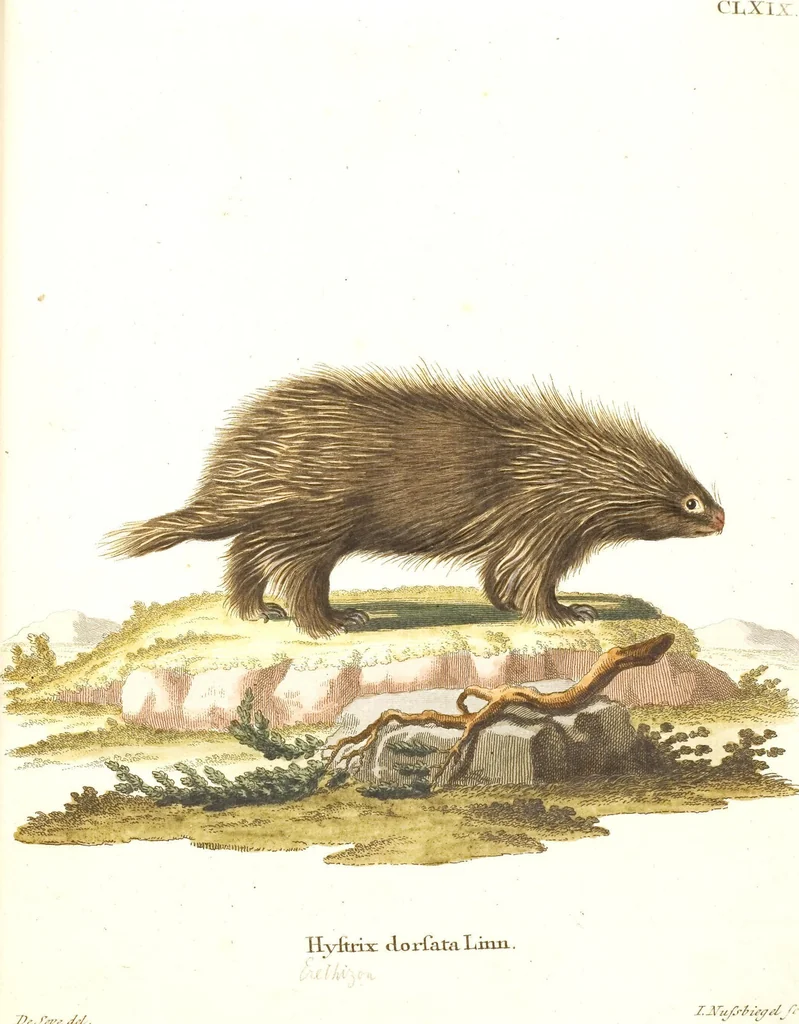 An illustration from (Tafelband 2): Theil 4 - 7 und Supplement 3 u. 4: Taf. CLXVI - CCCLXXXIV, 1792, leaf 6