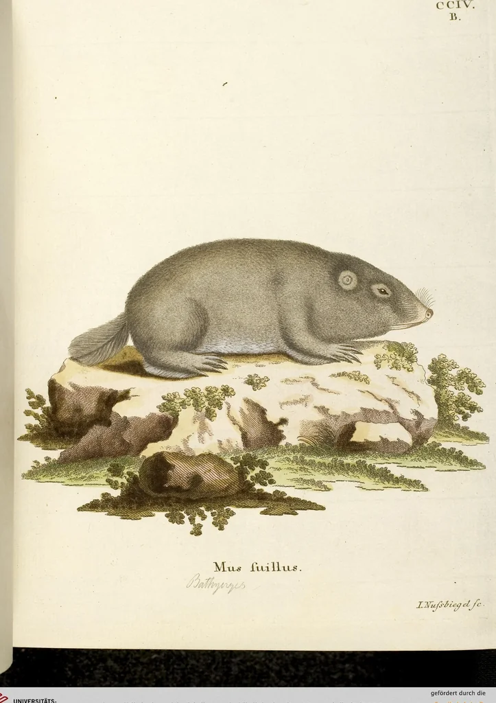 An illustration from (Tafelband 2): Theil 4 - 7 und Supplement 3 u. 4: Taf. CLXVI - CCCLXXXIV, 1792, leaf 60