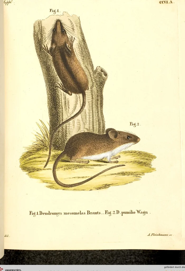 An illustration from (Tafelband 2): Theil 4 - 7 und Supplement 3 u. 4: Taf. CLXVI - CCCLXXXIV, 1792, leaf 63
