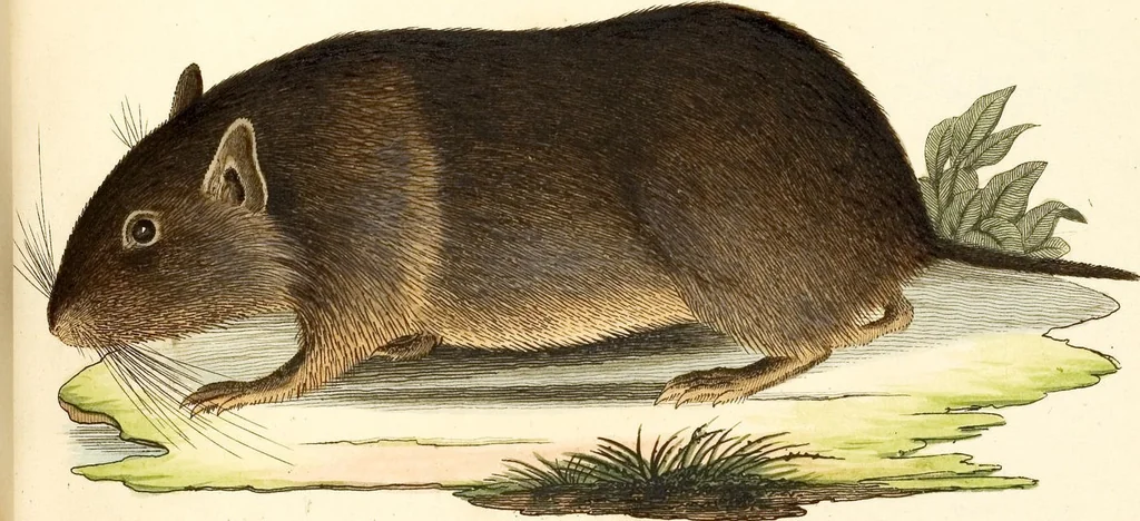An illustration from (Tafelband 2): Theil 4 - 7 und Supplement 3 u. 4: Taf. CLXVI - CCCLXXXIV, 1792, leaf 65
