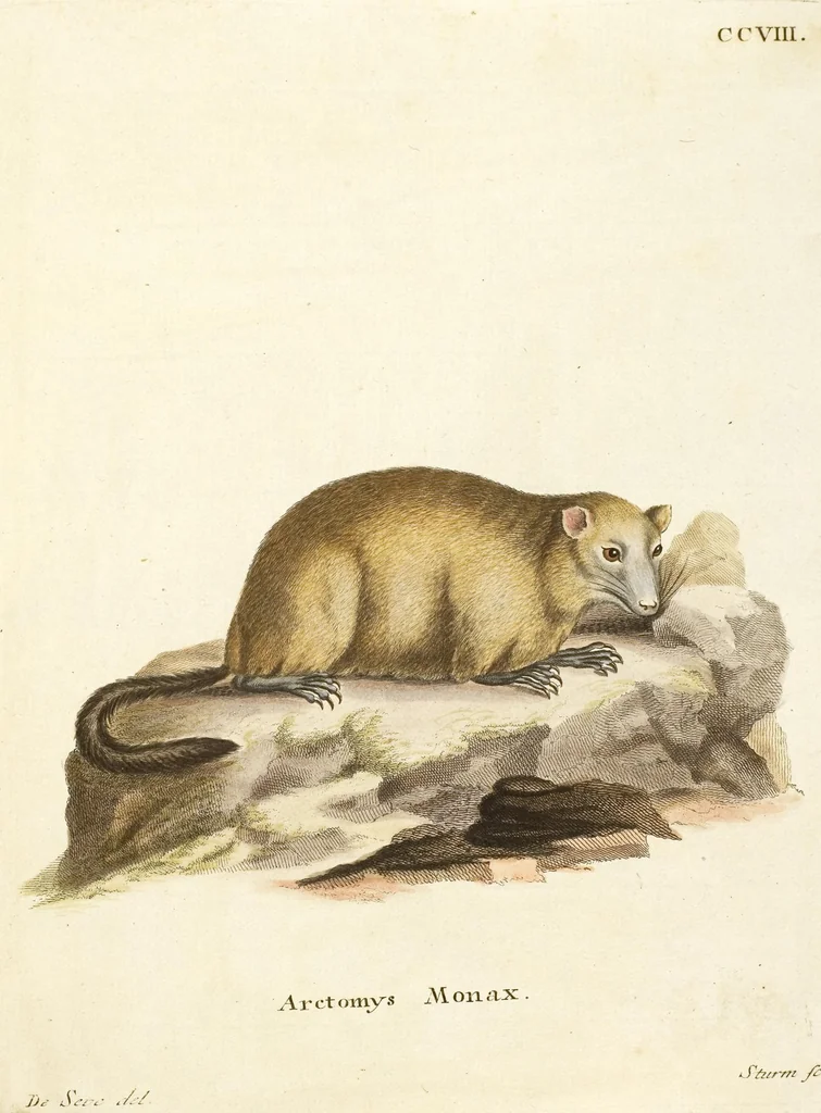 An illustration from (Tafelband 2): Theil 4 - 7 und Supplement 3 u. 4: Taf. CLXVI - CCCLXXXIV, 1792, leaf 67