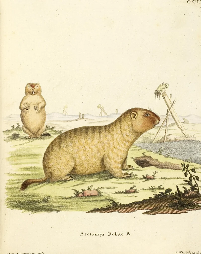An illustration from (Tafelband 2): Theil 4 - 7 und Supplement 3 u. 4: Taf. CLXVI - CCCLXXXIV, 1792, leaf 68