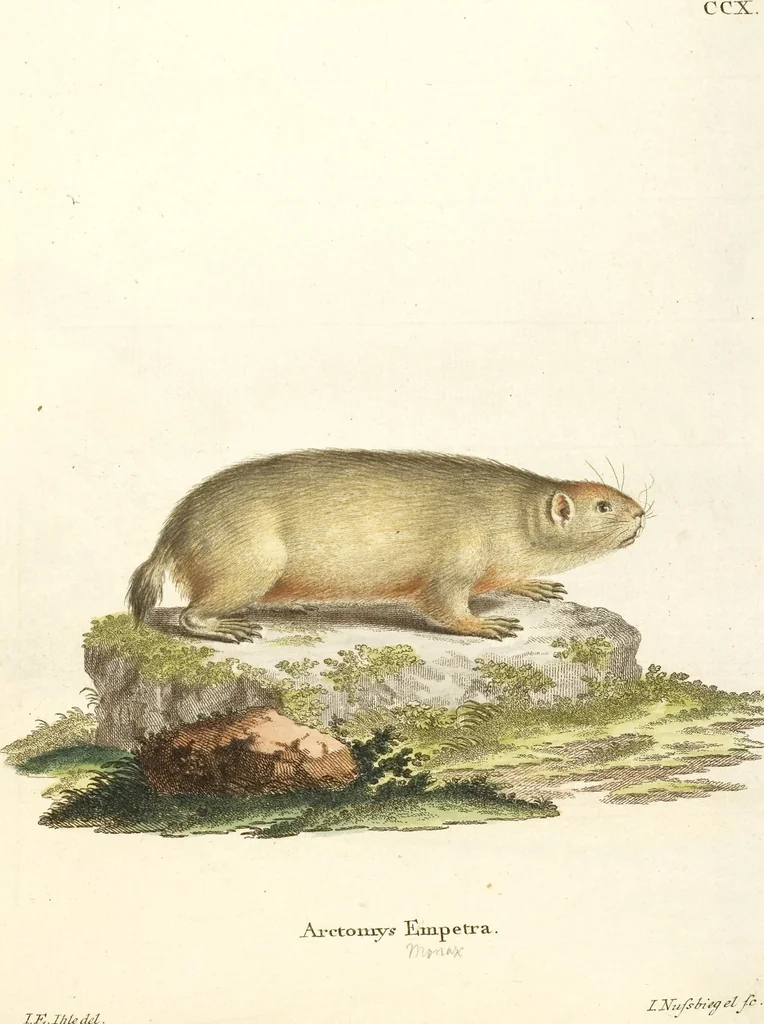 An illustration from (Tafelband 2): Theil 4 - 7 und Supplement 3 u. 4: Taf. CLXVI - CCCLXXXIV, 1792, leaf 69