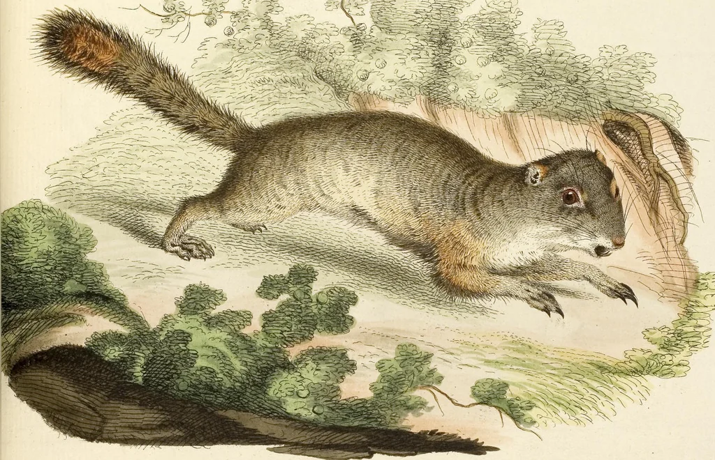 An illustration from (Tafelband 2): Theil 4 - 7 und Supplement 3 u. 4: Taf. CLXVI - CCCLXXXIV, 1792, leaf 70