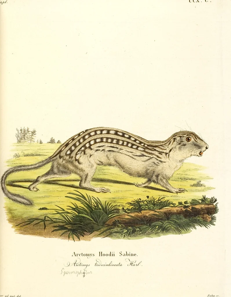An illustration from (Tafelband 2): Theil 4 - 7 und Supplement 3 u. 4: Taf. CLXVI - CCCLXXXIV, 1792, leaf 72