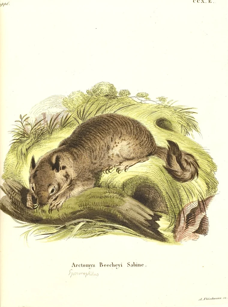 An illustration from (Tafelband 2): Theil 4 - 7 und Supplement 3 u. 4: Taf. CLXVI - CCCLXXXIV, 1792, leaf 74